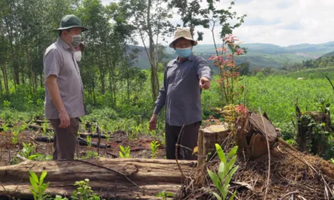 Chủ tịch UBND tỉnh Phú Yên chỉ đạo xử lý vụ phá rừng tại xã Sơn Hội