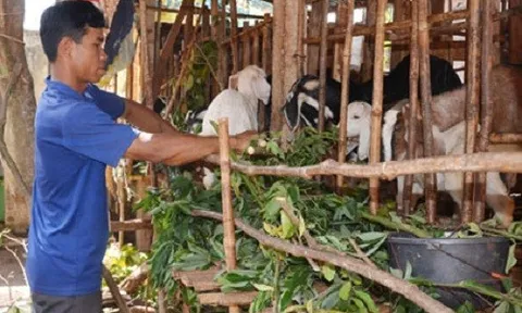 Bà Rịa - Vũng Tàu: Hỗ trợ hộ nghèo, hộ cận nghèo vay vốn phát triển sản xuất