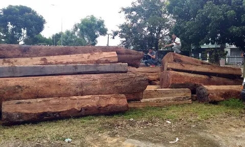 Hai cán bộ vướng lao lý vì để mất gần 50 khối gỗ rừng