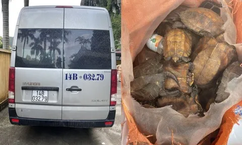 Quảng Ninh: Tạm giữ xe khách vận chuyển 34 cá thể rùa quý hiếm