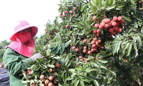 Ủy ban Dân tộc thành lập Tổ công tác đặc biệt gỡ khó cho doanh nghiệp và đồng bào DTTS, miền núi