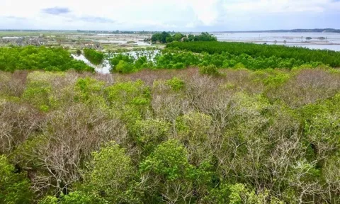 Đề án Bảo vệ và phát triển rừng vùng ven biển giai đoạn 2021-2030 được phê duyệt