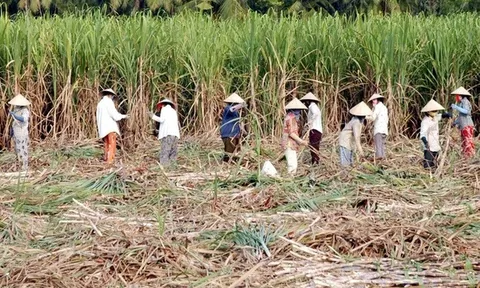 17 doanh nghiệp mía đường dừng sản xuất trong niên vụ 2020 - 2021