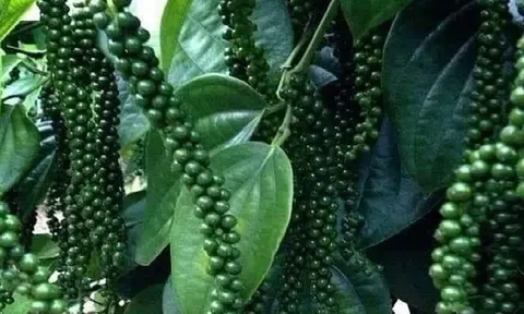 Giá tiêu chạm mốc 90.000đ/kg, kịch bản nào cho giá cuối năm