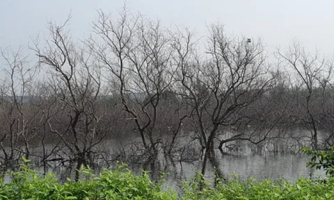 Hải Phòng: 5,4 ha rừng ngập mặn gần KCN Đình Vũ bị chết hàng loạt