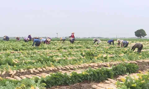 Bắc Ninh tập trung đổi mới và phát triển kinh tế tập thể