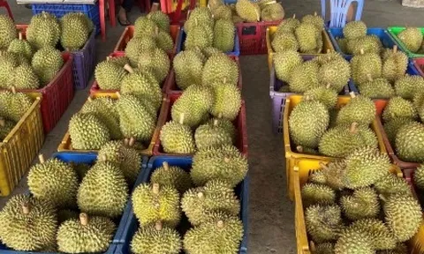 Sầu riêng rẻ chưa từng có được bán la liệt: Bài học tăng trưởng 'nóng'