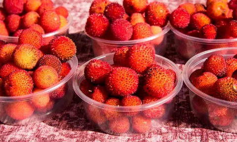 3 loại trái cây nằm trong “danh sách đen”, chứa nhiều ký sinh trùng và độc tố: 2/3 là quả mà người Việt nào cũng mê