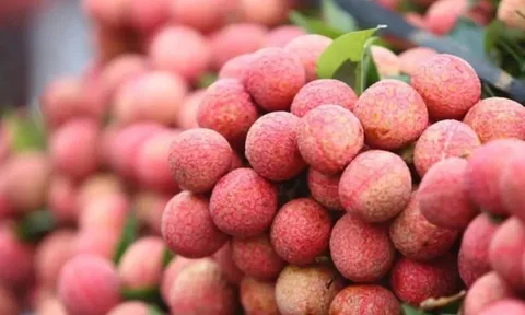 Xuất khẩu vải thiều thắng lớn