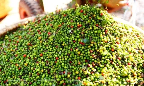 Giá tiêu hôm nay tiếp tục đi ngang, cao nhất 150.000 đồng/kg