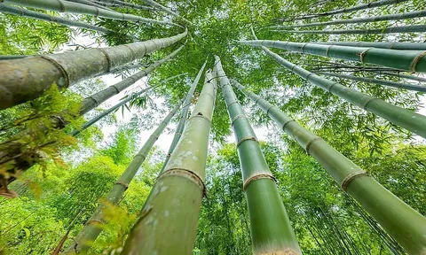 Xứ Thanh sở hữu loài cây “đổi đời” nông dân: “Mỏ vàng” giúp thu hàng chục tỷ/năm, xuất khẩu cả nước ngoài