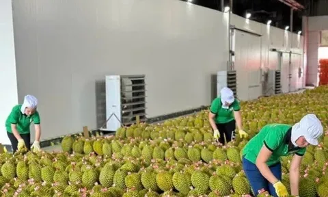 Xuất khẩu sầu riêng tăng mạnh