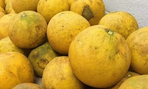 Mua bưởi, cứ học thuộc mẹo này là biết ngay bưởi ngon hay bưởi dở