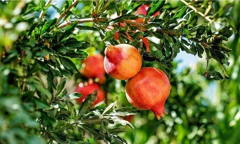 3 loại cây nên trồng trước cửa nhà dịp năm mới: “Hút” vận may, dùng làm thuốc