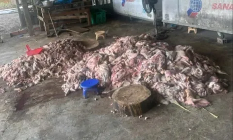 Phát hiện thịt lợn bốc mùi hôi thối sắp 'tuồn' ra thị trường