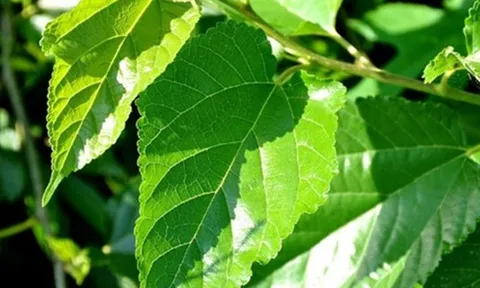 Loại lá "chuyên nuôi sâu" của Việt Nam hóa ra lại là dược liệu vừa hỗ trợ kiểm soát đường huyết, làm sáng da, lại giúp tóc đen khỏe