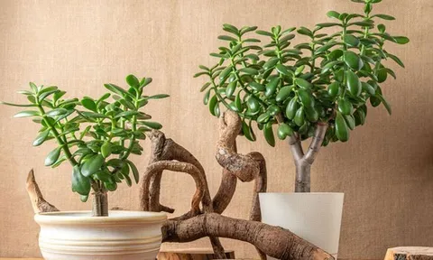 8 loại cây "rước" tài lộc, may mắn đến nhà vào năm 2026