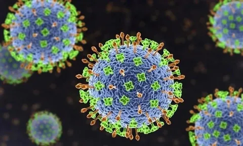 Bộ Y tế cảnh báo nguy cơ từ virus Nipah: Chưa có vắc xin, tỉ lệ tử vong cao