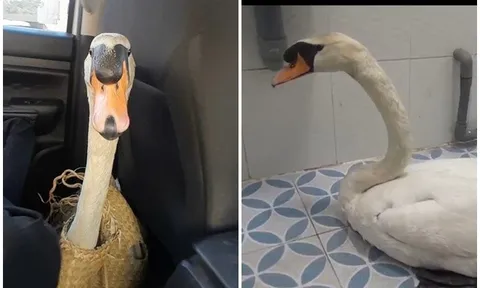 Xuyên đêm giải cứu thiên nga trắng trị giá 60 triệu: Bị cuộn đầu, nhét trong ba lô, dẫn đến stress nặng