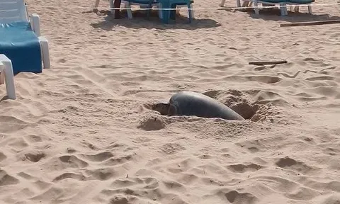 Cả bãi biển sững lại khi sinh vật đẻ một lèo 125 quả trứng, du khách vây quanh xem không rời mắt