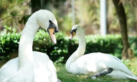 Sau vụ bắt cóc hy hữu, con thiên nga trắng còn lại tại Thảo Cầm Viên trong tình trạng khác lạ khiến nhiều người lo lắng