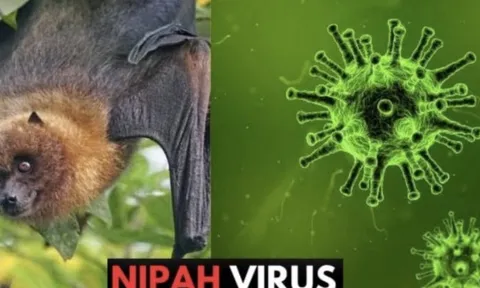 Nóng: Cục Quản lý Khám chữa bệnh (Bộ Y tế) ra thông báo khẩn về virus Nipah