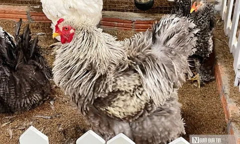 Chiêm ngưỡng đàn gà cảnh quý hiếm của người đàn ông ở Quảng Trị