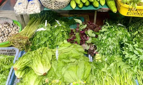 Loại rau tốt bậc nhất thế giới, bổ ngang nhân sâm tổ yến, chợ Việt bán đầy từ 15.000 đồng/kg