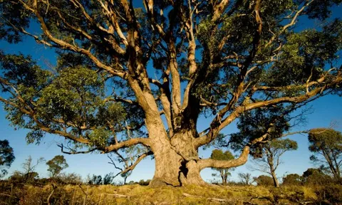 Phát hiện 1 loại cây "hút vàng" từ độ sâu 30m: "500 cây mới cho ra lượng vàng đủ để làm 1 chiếc nhẫn cưới"