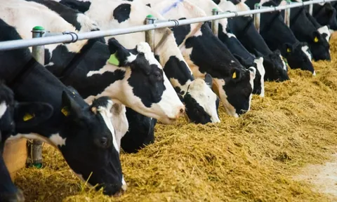 Điều kiện sinh vật biến đổi gen được sử dụng làm thực phẩm, thức ăn chăn nuôi