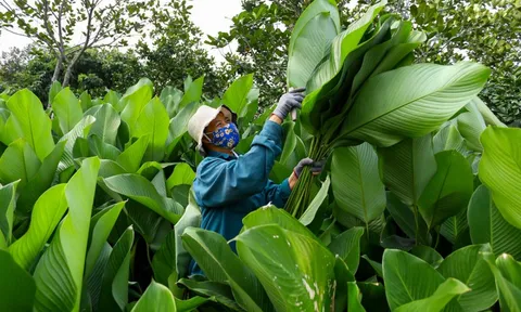 Làng lá dong vào vụ thu hoạch Tết, người trồng 'hái tiền' mỏi tay