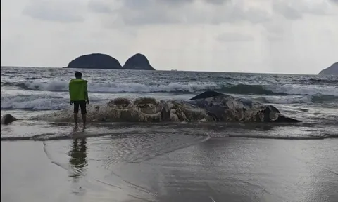 Vật thể lạ dài 11m dạt vào bãi biển nổi tiếng khiến nhiều người kinh hãi, cơ quan chức năng vào cuộc điều tra