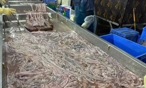 Hà Nội: Thu giữ hơn 60 tấn lòng lợn không rõ nguồn gốc tại kho đông lạnh