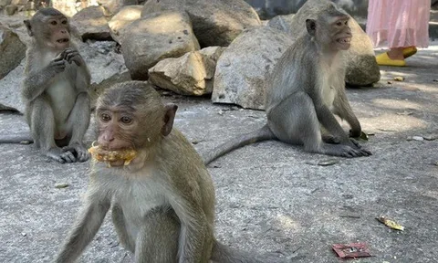 Khỉ rượt đuổi, tấn công người đi bộ ở TPHCM