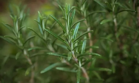 Chuyên gia Mỹ tiết lộ 6 loại thực phẩm chống lão hóa, giúp bạn trông trẻ hơn 2 tuổi, giảm 2kg trong 8 tuần!