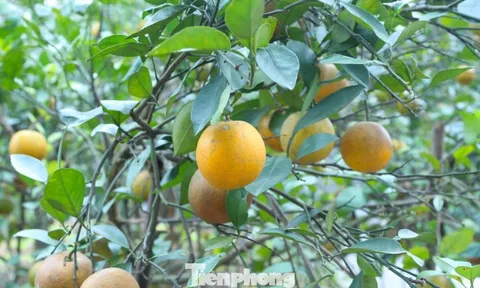 Thất thu cam 'tiến vua' vụ Tết