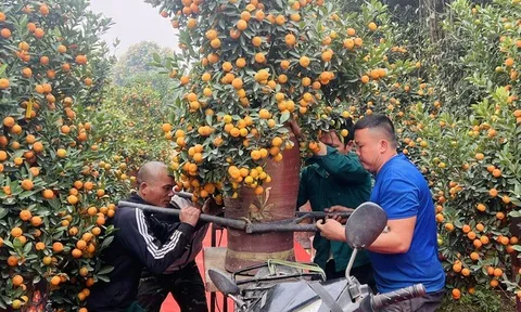 Làng đào, làng quất Hà Nội vào vụ lớn dịp Tết: Rộn ràng đón khách từ vườn ra phố