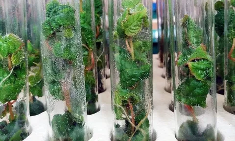 Phát minh của Mỹ làm rung chuyển ngành xây dựng: Tạo ra 'siêu gỗ' từ cây chỉnh sửa gen, có thể thay thế thép và bê tông