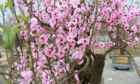 Đào đá phủ đầy rêu phong nở sớm, tiểu thương “đứng ngồi không yên”