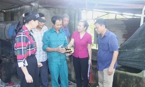 Từng bị lũ cuốn sạch tài sản, nữ nông dân biến 10ha 'đất chết' thành mỏ vàng nuôi rùa, vịt, ba ba..., thu lời đến 1 tỷ đồng/năm