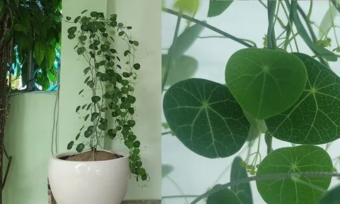 3 loại cây “hút” tài lộc, nên đặt trong nhà năm Bính Ngọ