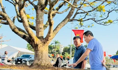 Ngắm cây mai được trả giá hơn 1 tỉ đồng, chủ nhân chưa muốn bán