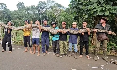 Vô tình bắt được "quái thú" dài hơn 7m, nặng gần 100kg: Guinness tìm tới tận nơi trao chứng nhận