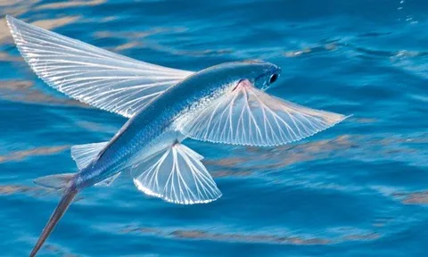 Loài cá biết bay