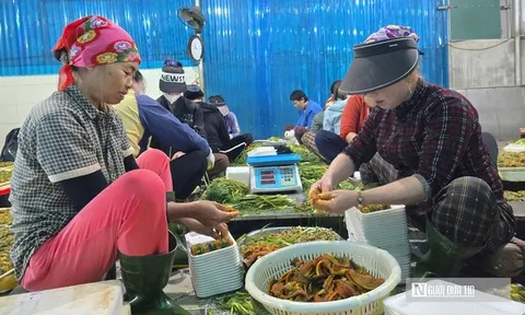 Đặc sản xứ Nghệ vào vụ lớn nhất năm
