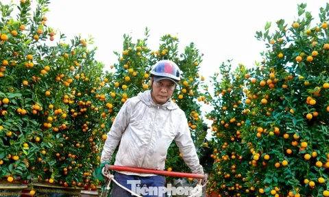 Nghề chở cây thuê ngày Tết