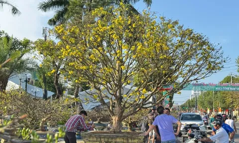 Chiêm ngưỡng mai vàng 'ngũ phúc' tiền tỷ ở chợ hoa Xuân Quảng Ngãi