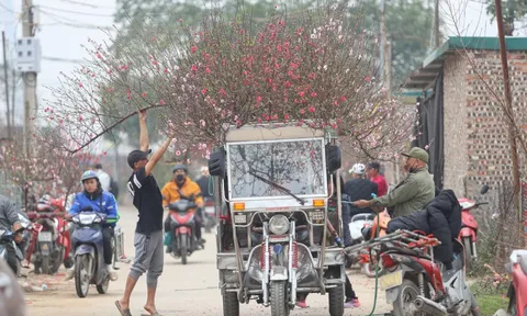 Làng đào lớn nhất miền Bắc rộn ràng vào vụ Tết