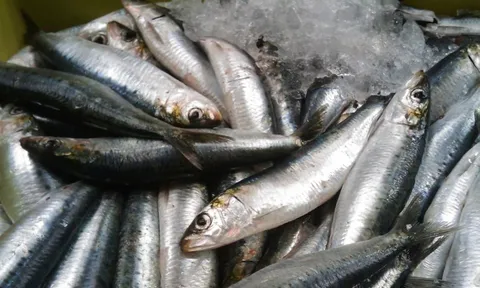 Đột quỵ rất “sợ” loại cá này, người Việt đang ăn rất nhiều mà chưa hề nhận ra