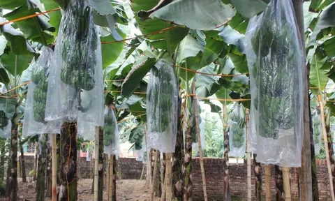 Chuối tiêu vào vụ Tết, buồng đẹp có giá tiền triệu